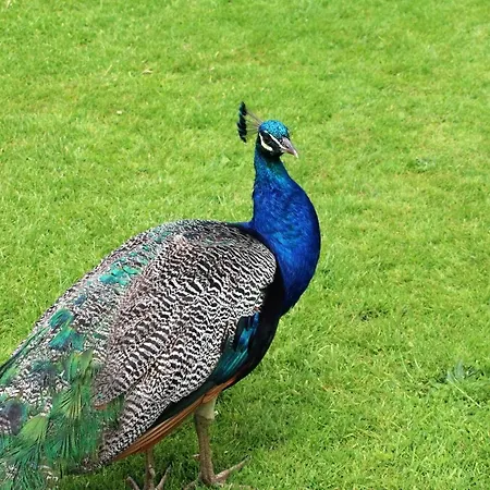 Villa Peacock